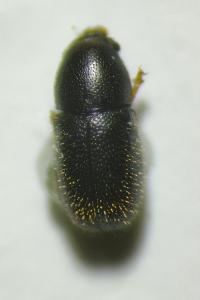 <i>Sulcacis fronticornis</i>