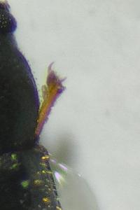 <i>Sulcacis fronticornis</i>