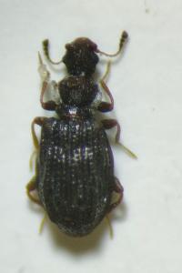 <i>Cartodere nodifer</i>
