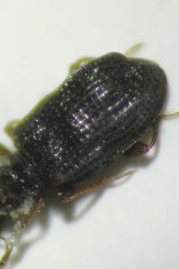 <i>Cartodere nodifer</i>