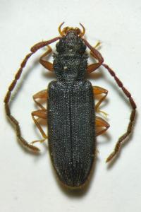 <i>Uleiota planatus</i>
