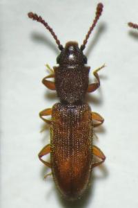 <i>Silvanus unidentatus</i>