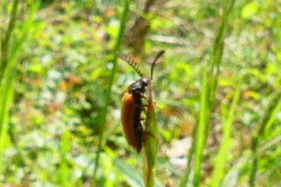 <i>Drilus flavescens</i>
