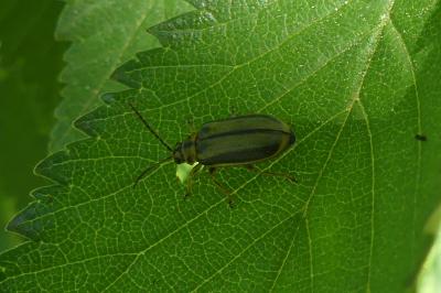 <i>Xanthogaleruca luteola</i>
