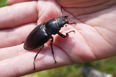 <i>Lucanus cervus</i>