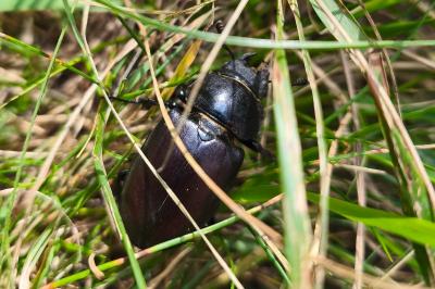 <i>Lucanus cervus</i>