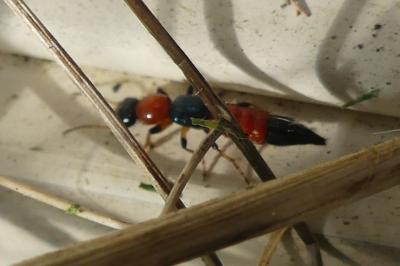 <i>Paederus</i>