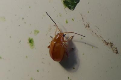 <i>Longitarsus</i>