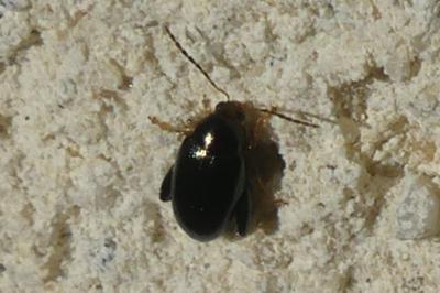 <i>Psylliodes</i>