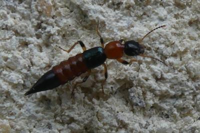 <i>Paederus</i>