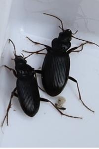 <i>Nebria</i>