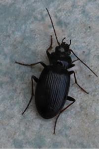 <i>Nebria</i>