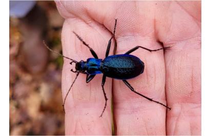 <i>Carabus intricatus</i>