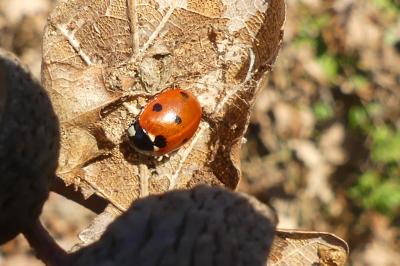 <i>Coccinella septempunctata</i>