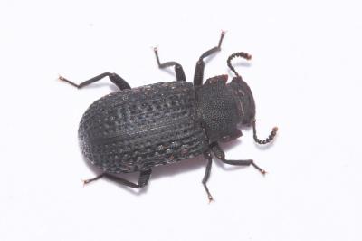 <i>Bolitophagus reticulatus</i>