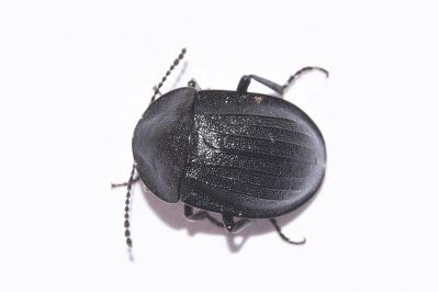 <i>Phosphuga atrata</i>