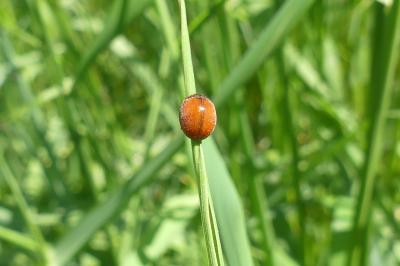 <i>Subcoccinella vigintiquatuorpunctata</i>