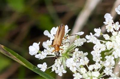 <i>Oedemera podagrariae</i>