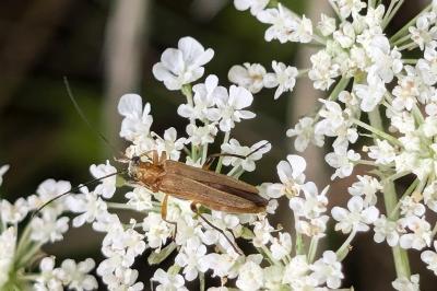 <i>Oedemera podagrariae</i>