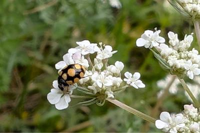 <i>Coccinula quatuordecimpustulata</i>