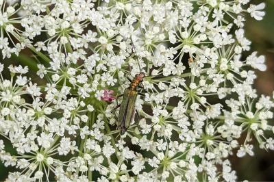 <i>Oedemera nobilis</i>