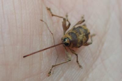 <i>Curculio elephas</i>