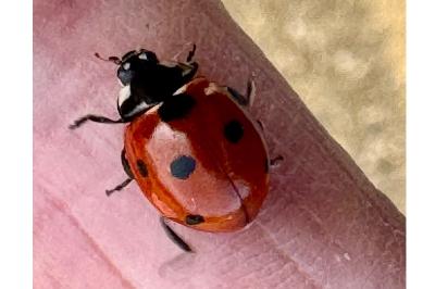 <i>Coccinella septempunctata</i>