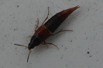 <i>Mycetoporus</i>