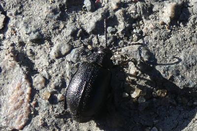 <i>Galeruca tanaceti</i>