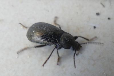 <i>Stenomax aeneus</i>