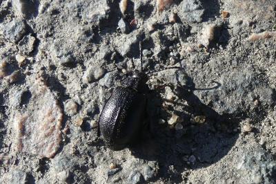 <i>Galeruca</i>