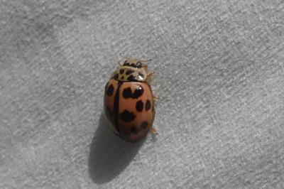 <i>Oenopia conglobata</i>