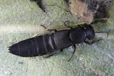 <i>Ocypus olens</i>