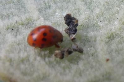 <i>Subcoccinella vigintiquatuorpunctata</i>