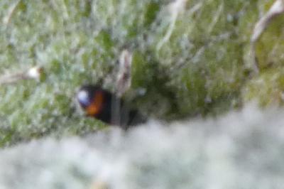 <i>Anthicus</i>