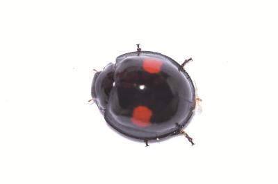 <i>Chilocorus renipustulatus</i>