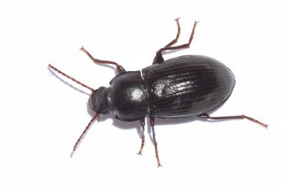 <i>Nalassus laevioctostriatus</i>