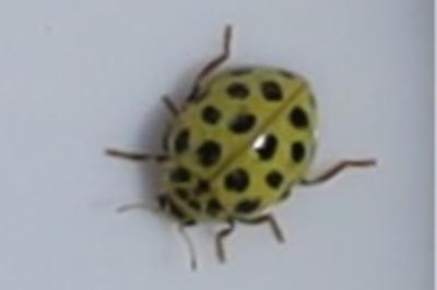 <i>Psyllobora vigintiduopunctata</i>