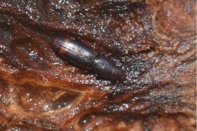<i>Rhizophagus bipustulatus</i>