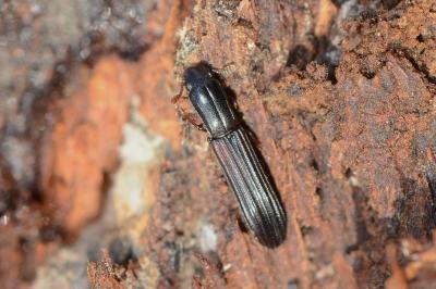 <i>Colydium elongatum</i>