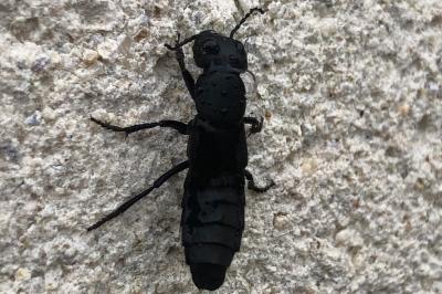 <i>Ocypus</i>