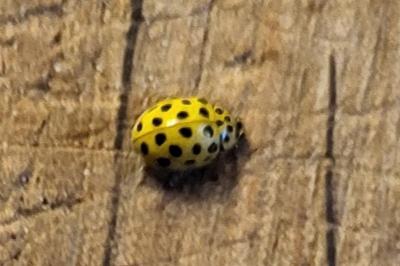 <i>Psyllobora vigintiduopunctata</i>