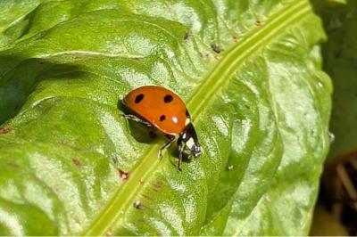<i>Coccinella septempunctata</i>