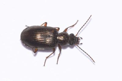 <i>Bembidion punctulatum</i>