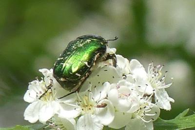 <i>Cetonia aurata</i>