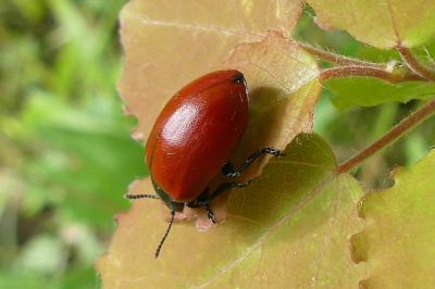 <i>Chrysomela populi</i>