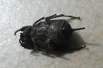 <i>Valgus hemipterus</i>