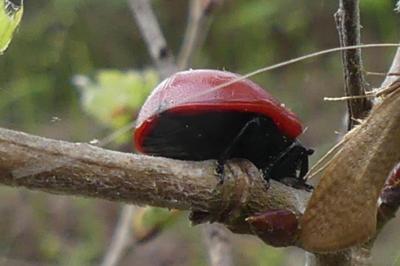 <i>Chrysomela populi</i>