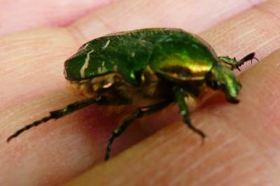 <i>Cetonia aurata</i>