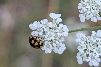 <i>Coccinula quatuordecimpustulata</i>